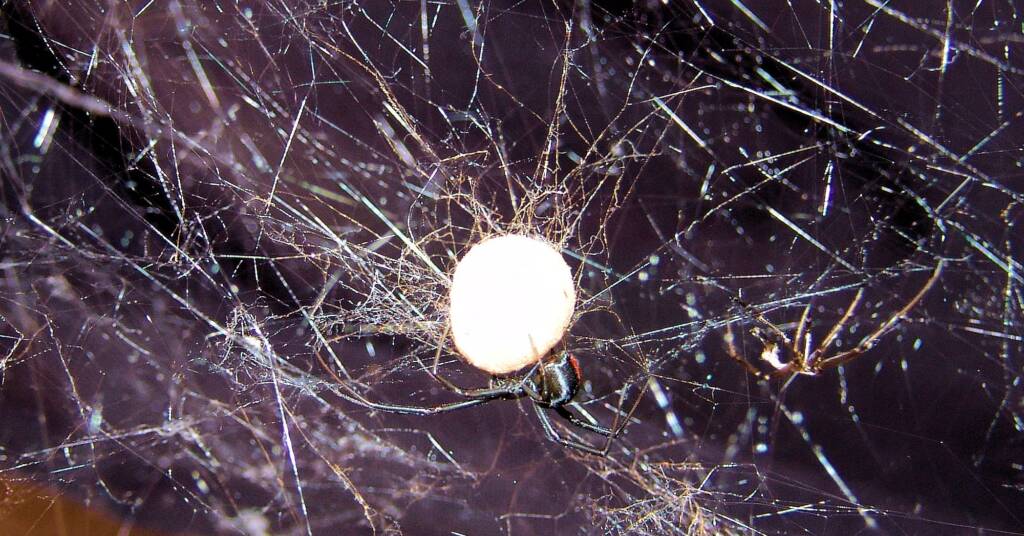 Redback Spider (Latrodectus hasselti), Alice Springs, NT