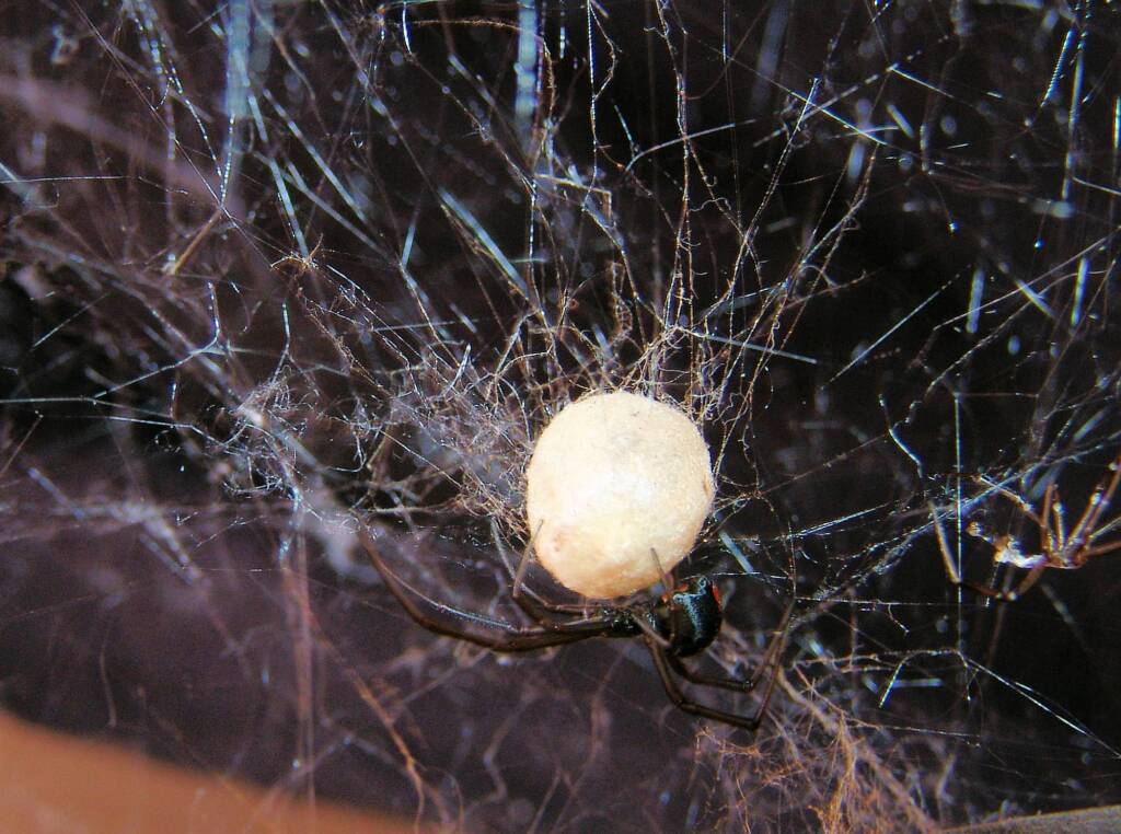 Redback Spider (Latrodectus hasselti), Alice Springs, NT