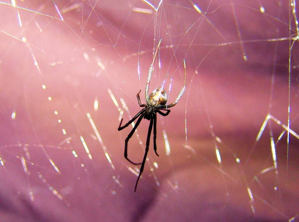 Redback Spider (Latrodectus hasselti), Alice Springs, NT