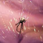 Redback Spider (Latrodectus hasselti), Alice Springs, NT