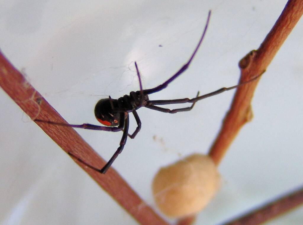 Redback Spider (Latrodectus hasselti), Alice Springs, NT