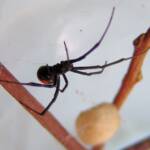 Redback Spider (Latrodectus hasselti), Alice Springs, NT