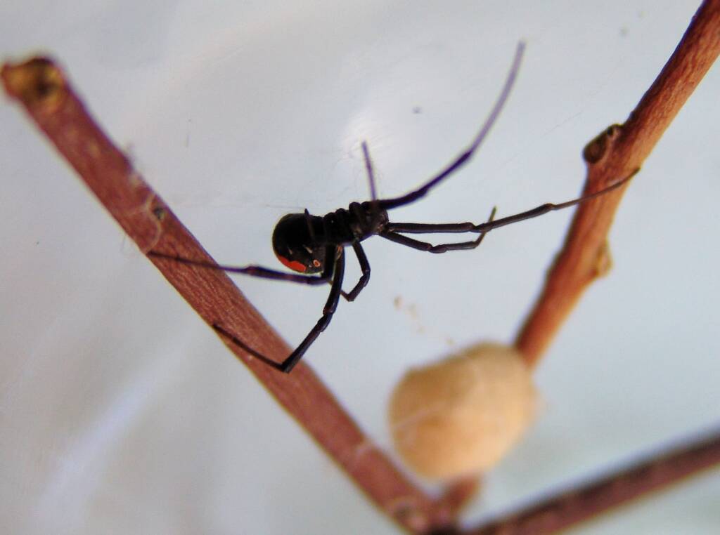 Redback Spider (Latrodectus hasselti), Alice Springs, NT