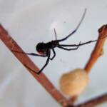 Redback Spider (Latrodectus hasselti), Alice Springs, NT