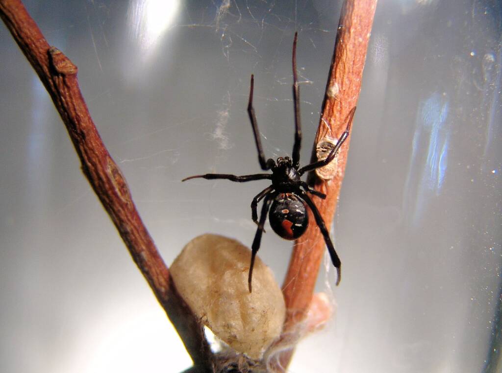 Redback Spider (Latrodectus hasselti), Alice Springs, NT