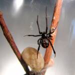 Redback Spider (Latrodectus hasselti), Alice Springs, NT