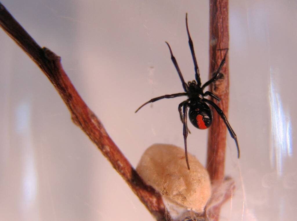 Redback Spider (Latrodectus hasselti), Alice Springs, NT