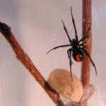 Redback Spider (Latrodectus hasselti), Alice Springs, NT