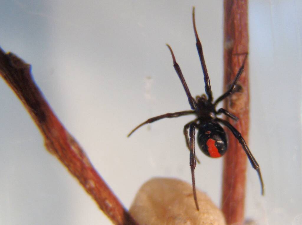 Redback Spider (Latrodectus hasselti), Alice Springs, NT