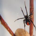Redback Spider (Latrodectus hasselti), Alice Springs, NT