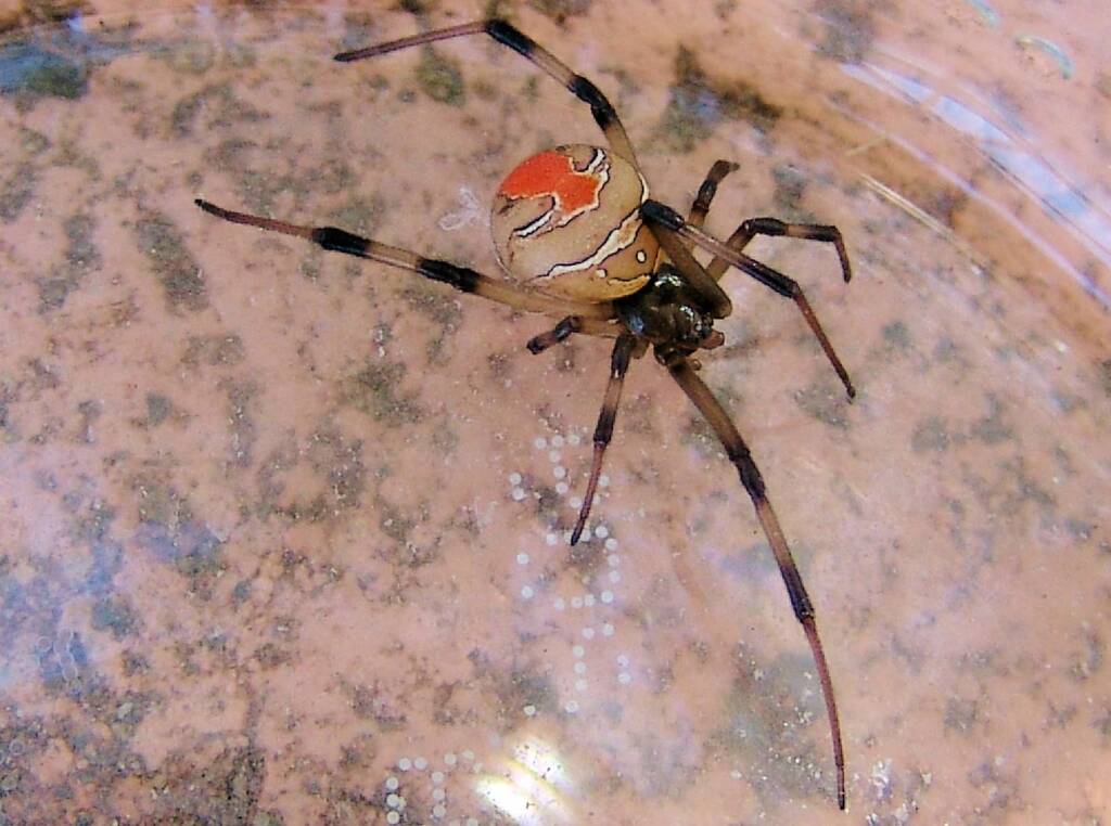 Redback Spider (Latrodectus hasselti), Alice Springs, NT