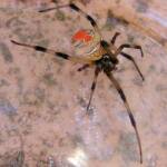 Redback Spider (Latrodectus hasselti), Alice Springs, NT
