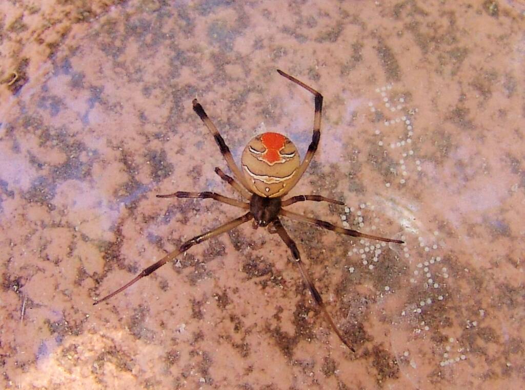 Redback Spider (Latrodectus hasselti), Alice Springs, NT