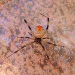 Redback Spider (Latrodectus hasselti), Alice Springs, NT