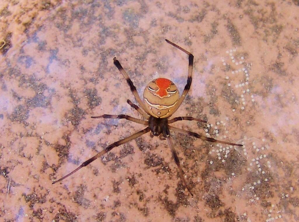 Redback Spider (Latrodectus hasselti), Alice Springs, NT