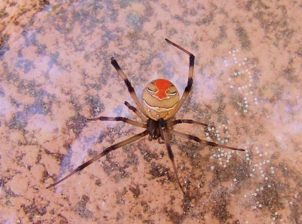 Redback Spider (Latrodectus hasselti), Alice Springs, NT