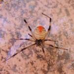 Redback Spider (Latrodectus hasselti), Alice Springs, NT