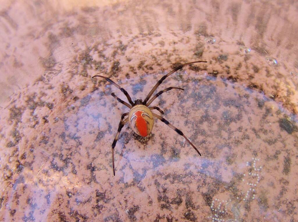 Redback Spider (Latrodectus hasselti), Alice Springs, NT