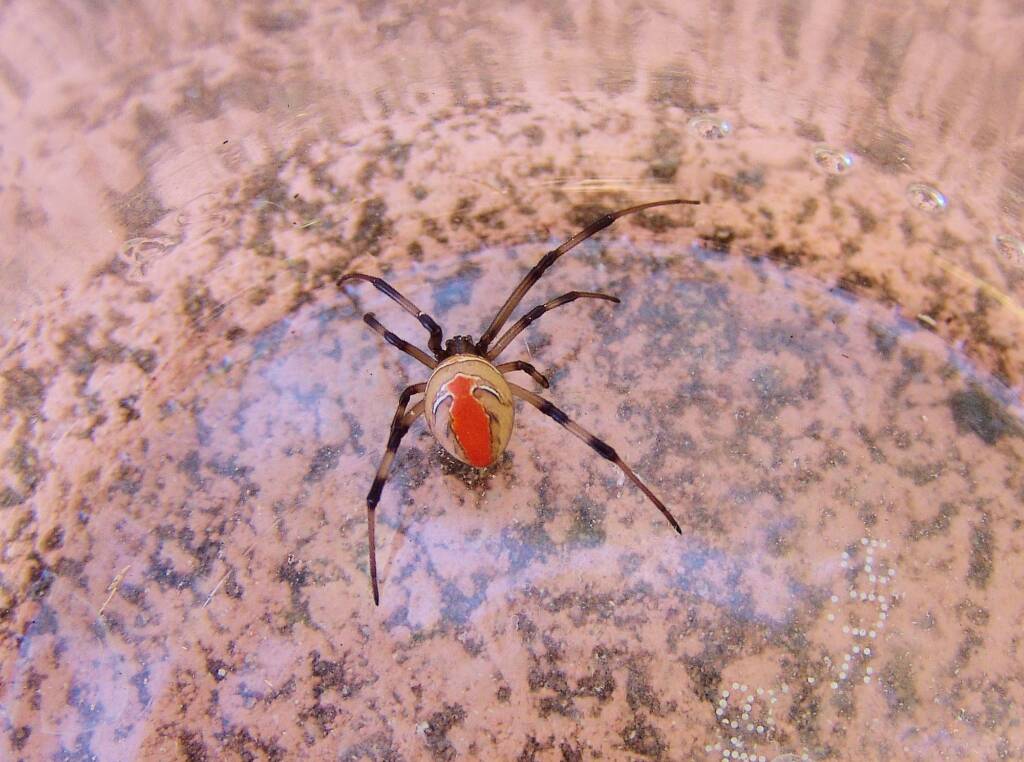 Redback Spider (Latrodectus hasselti), Alice Springs, NT