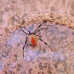 Redback Spider (Latrodectus hasselti), Alice Springs, NT