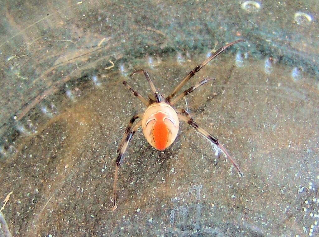Redback Spider (Latrodectus hasselti), Alice Springs, NT