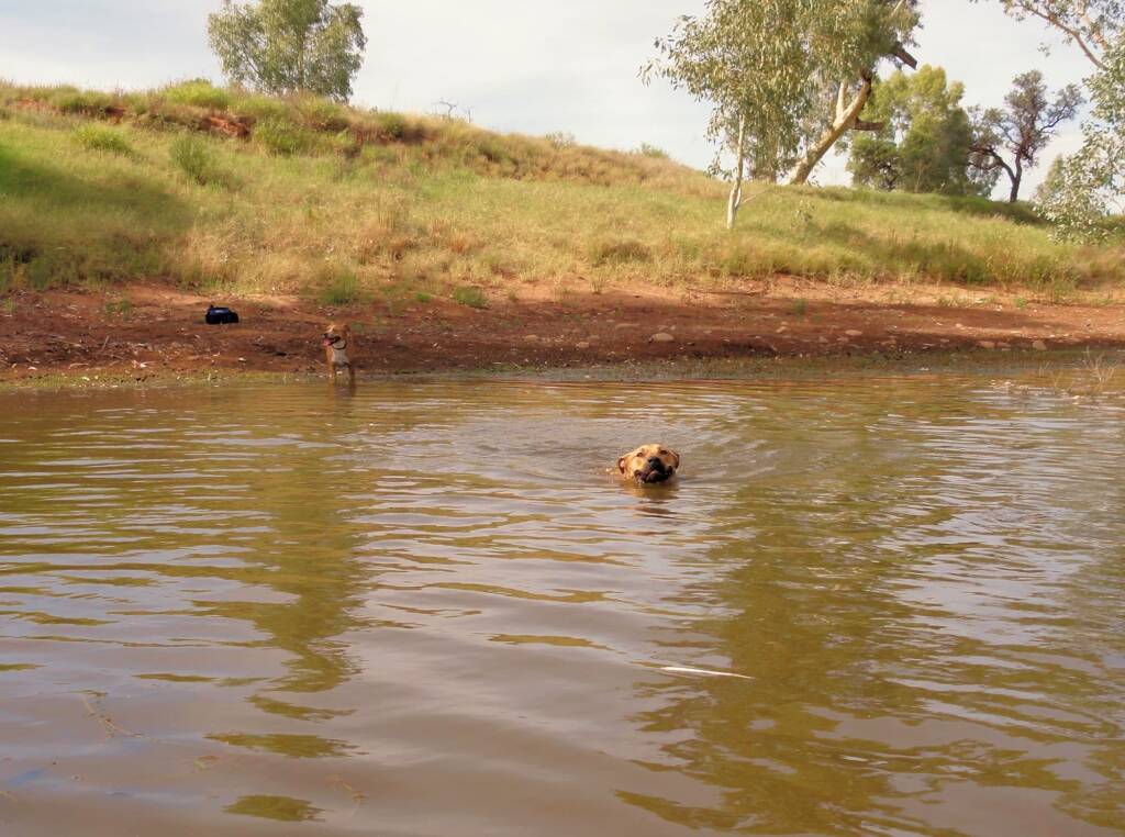 Pet friendly Redbank Waterhole, Owen Springs Reserve, NT