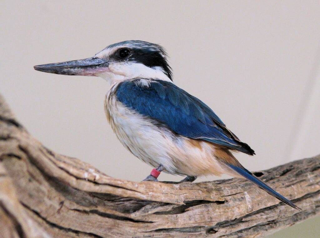 Sacred Kingfisher (Todiramphus sanctus), Alice Springs Desert Park, NT