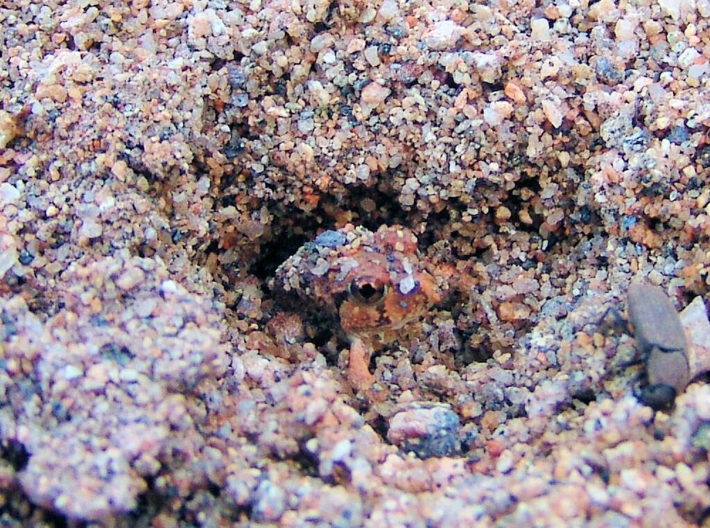 Spencer's Burrowing Frog (Opisthodon spenceri), Simpsons Gap