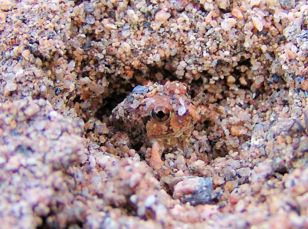 Spencer's Burrowing Frog (Opisthodon spenceri), Simpsons Gap