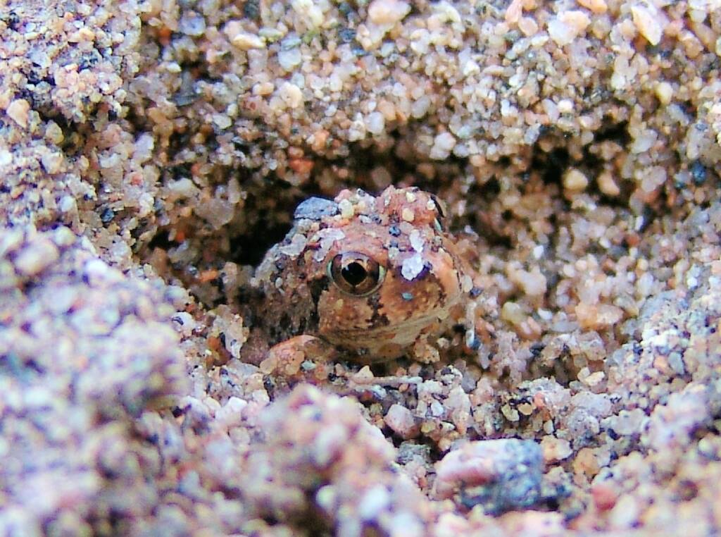 Spencer's Burrowing Frog (Opisthodon spenceri), Simpsons Gap