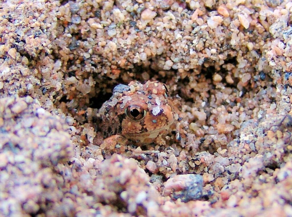 Spencer's Burrowing Frog (Opisthodon spenceri), Simpsons Gap