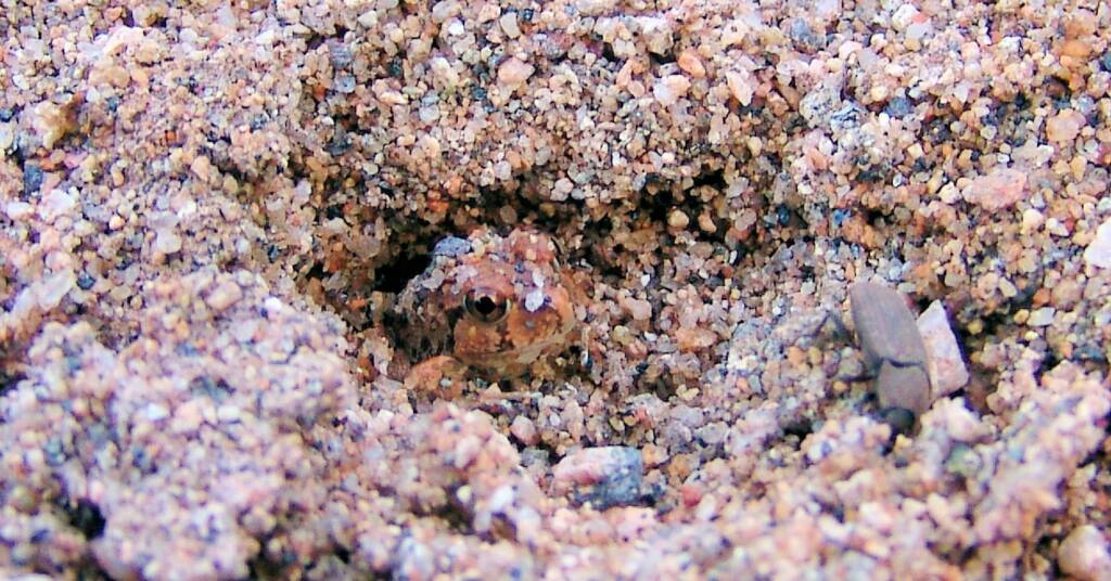 Spencer's Burrowing Frog (Opisthodon spenceri), Simpsons Gap