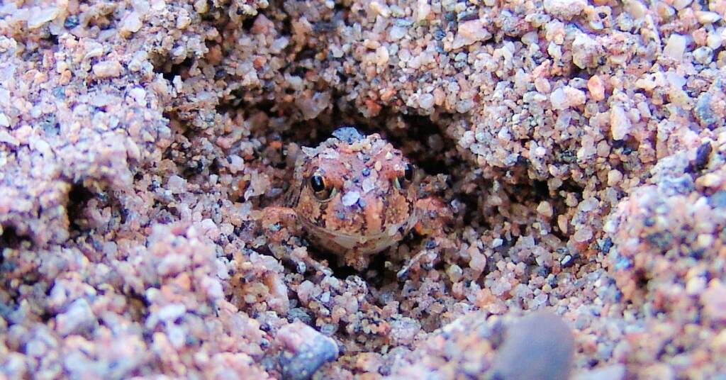 Spencer's Burrowing Frog (Opisthodon spenceri), Simpsons Gap