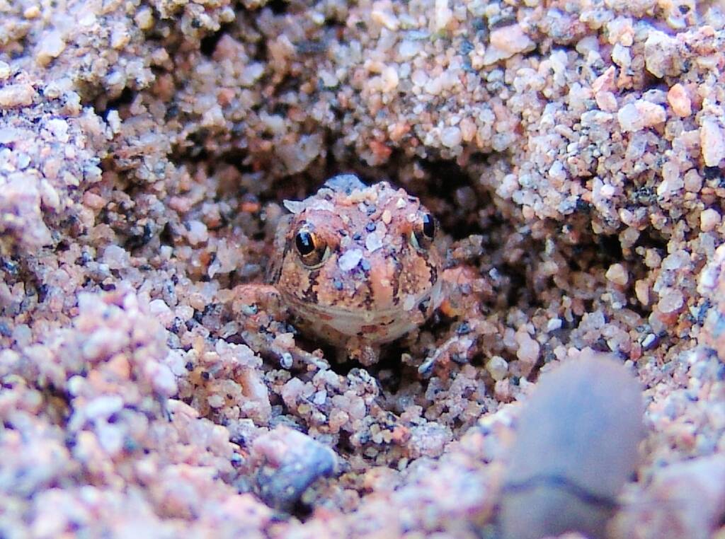 Spencer's Burrowing Frog (Opisthodon spenceri), Simpsons Gap