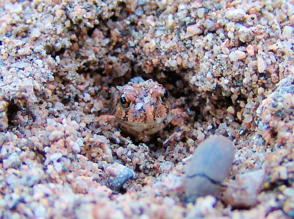 Spencer's Burrowing Frog (Opisthodon spenceri), Simpsons Gap