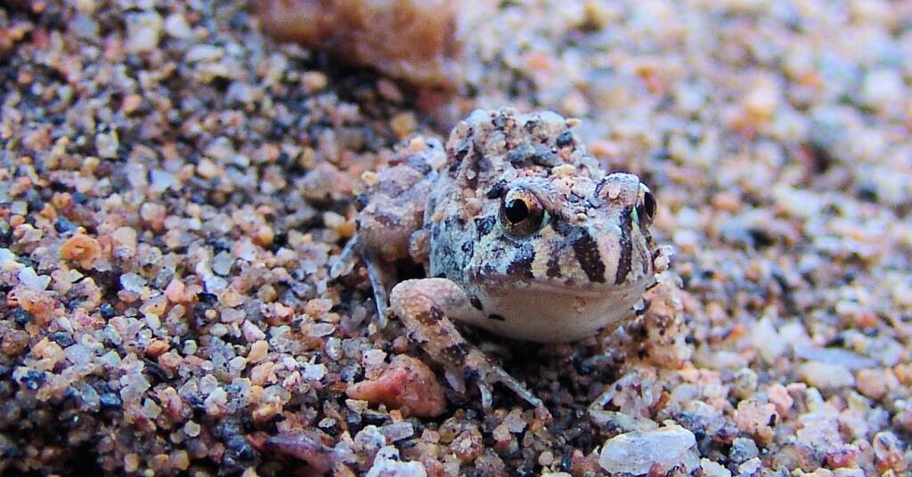 Spencer's Burrowing Frog (Opisthodon spenceri), Simpsons Gap
