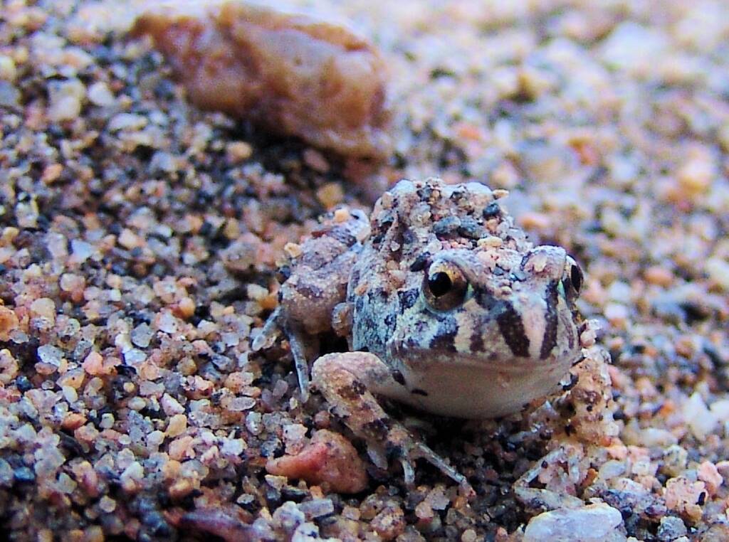 Spencer's Burrowing Frog (Opisthodon spenceri), Simpsons Gap