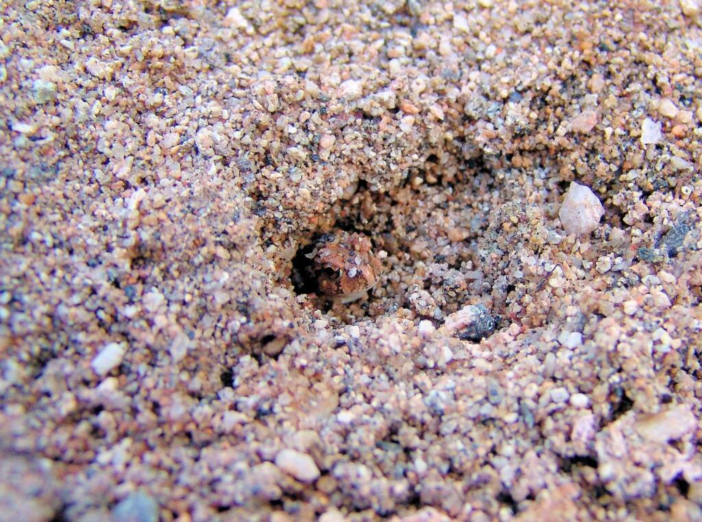 Spencer's Burrowing Frog (Opisthodon spenceri), Simpsons Gap