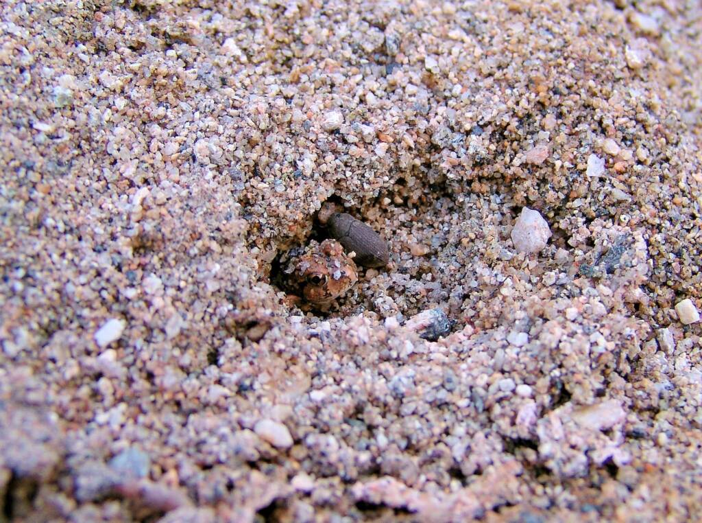 Spencer's Burrowing Frog (Opisthodon spenceri), Simpsons Gap