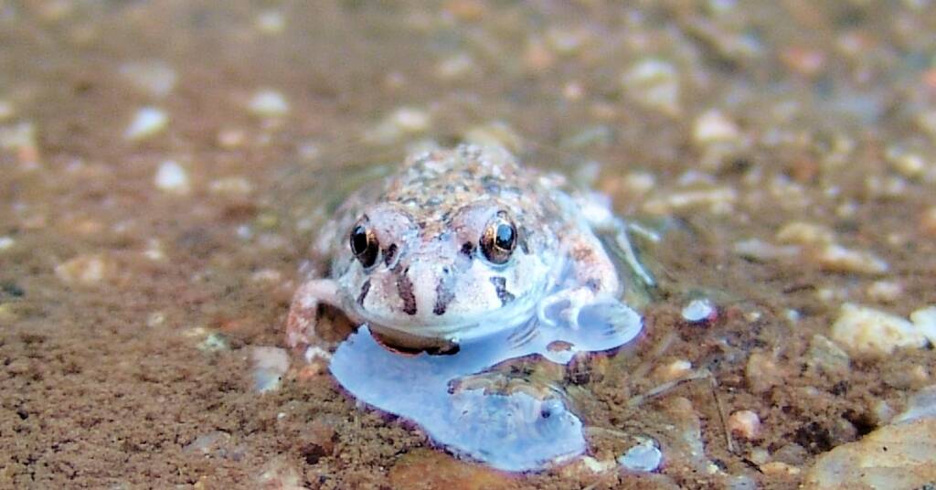 Spencer's Burrowing Frog (Opisthodon spenceri), Simpsons Gap