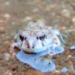 Spencer's Burrowing Frog (Opisthodon spenceri), Simpsons Gap