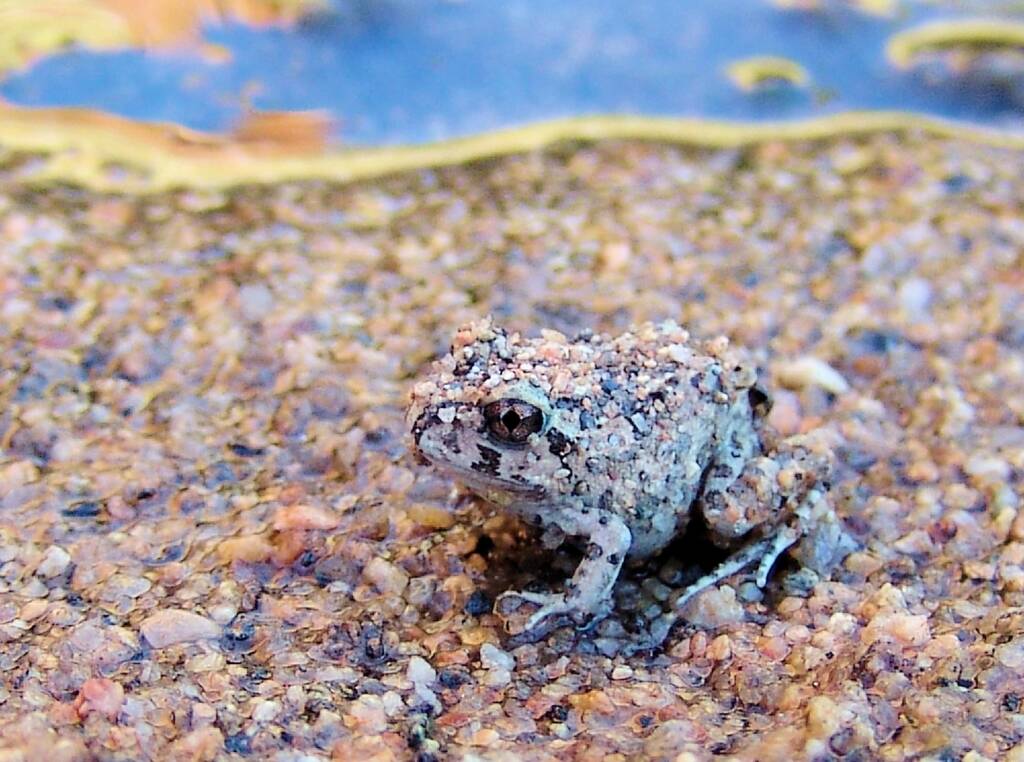 Spencer's Burrowing Frog (Opisthodon spenceri), Simpsons Gap