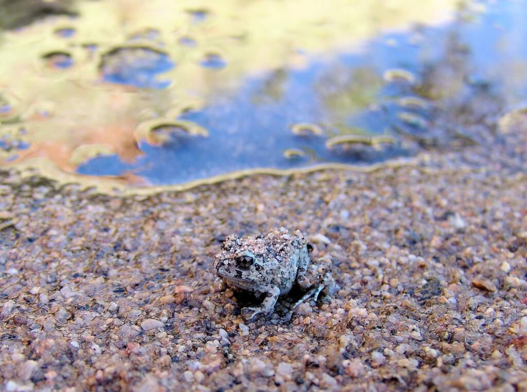 Spencer's Burrowing Frog (Opisthodon spenceri), Simpsons Gap