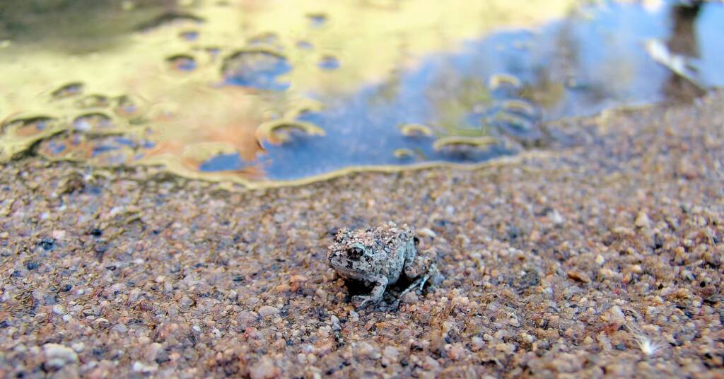 Spencer's Burrowing Frog (Opisthodon spenceri), Simpsons Gap