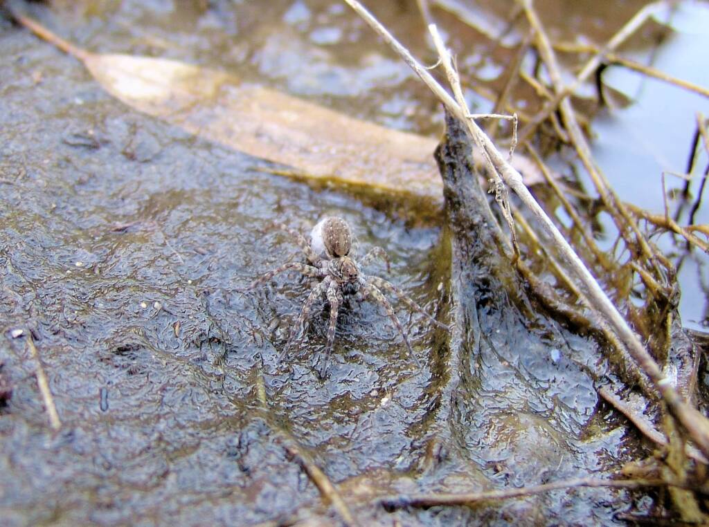 Wolf Spider (Lycosidae sp), Simpsons Gap, NT