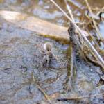 Wolf Spider (Lycosidae sp), Simpsons Gap, NT