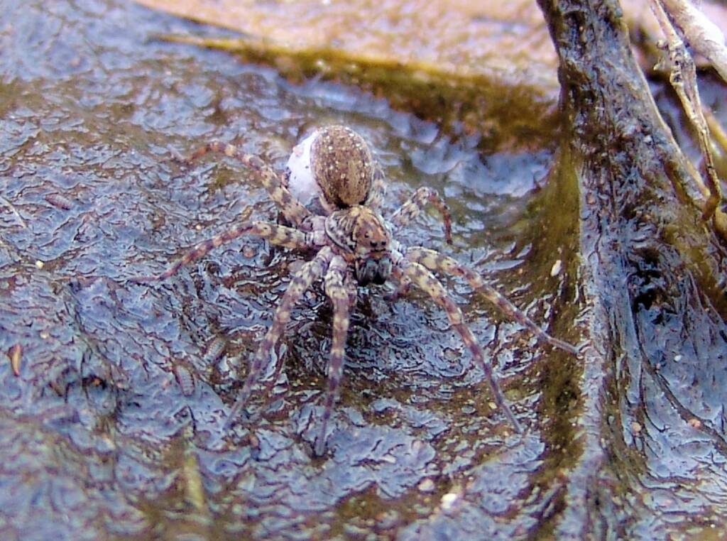 Wolf Spider (Lycosidae sp), Simpsons Gap, NT