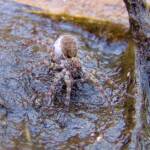 Wolf Spider (Lycosidae sp), Simpsons Gap, NT