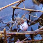 Wolf Spider (Lycosidae sp), Simpsons Gap, NT
