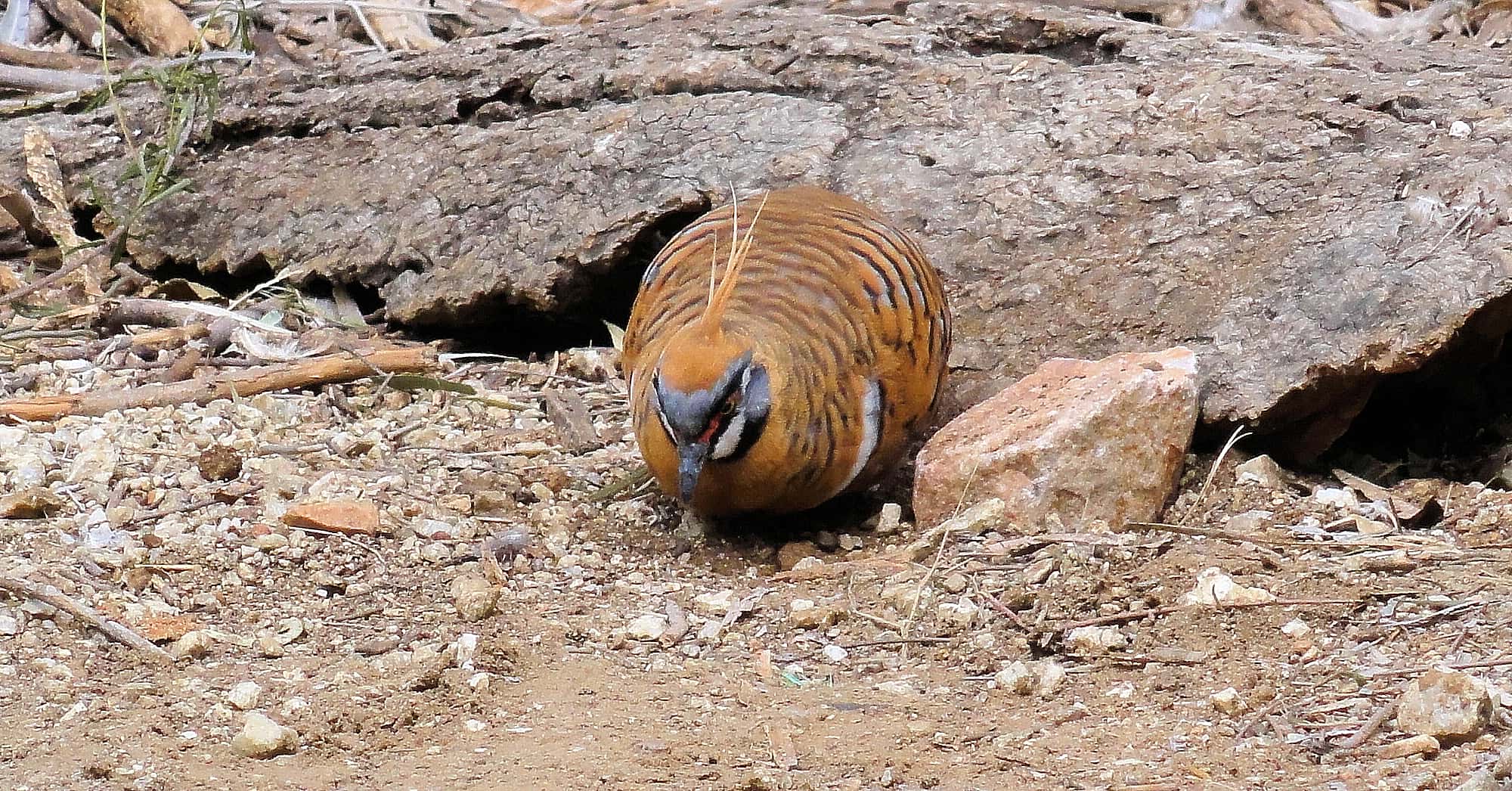 Spinifex Pigeon (Geophaps plumifera), Alice Springs Desert Park